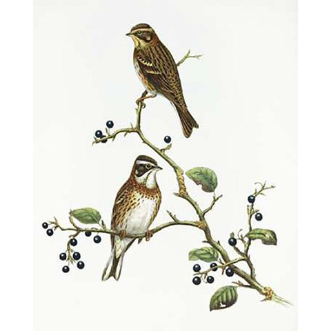 Emberiza Rustica White Modern Wood Framed Art Print by Ashley, Aaron