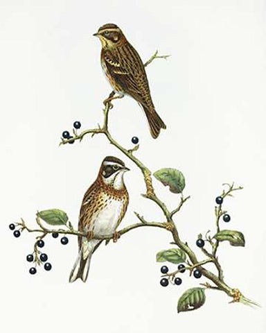 Emberiza Rustica Black Ornate Wood Framed Art Print with Double Matting by Ashley, Aaron