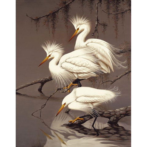 Snowy Egrets White Modern Wood Framed Art Print by Robertson,