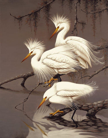 Snowy Egrets Black Ornate Wood Framed Art Print with Double Matting by Robertson,