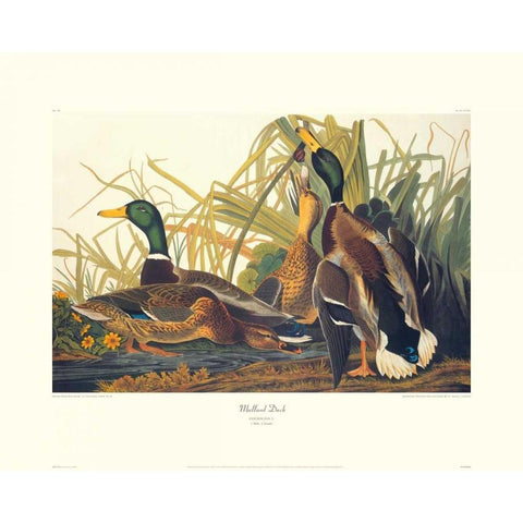 Mallard Duck (decorative border) White Modern Wood Framed Art Print by Audubon, John James