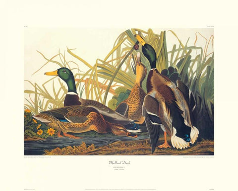 Mallard Duck (decorative border) Black Ornate Wood Framed Art Print with Double Matting by Audubon, John James