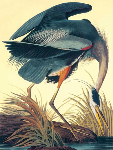 Great Blue Heron Black Ornate Wood Framed Art Print with Double Matting by Audubon, John James