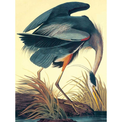 Great Blue Heron Black Modern Wood Framed Art Print with Double Matting by Audubon, John James