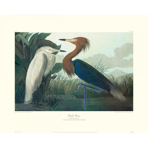 Purple Heron (decorative border) Black Modern Wood Framed Art Print with Double Matting by Audubon, John James