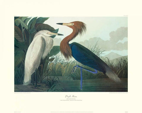 Purple Heron (decorative border) White Modern Wood Framed Art Print with Double Matting by Audubon, John James