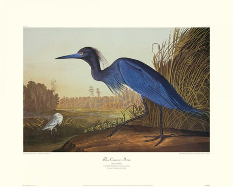 Blue Crane Or Heron (decorative border) White Modern Wood Framed Art Print with Double Matting by Audubon, John James