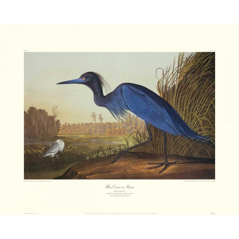 Blue Crane Or Heron (decorative border) Gold Ornate Wood Framed Art Print with Double Matting by Audubon, John James