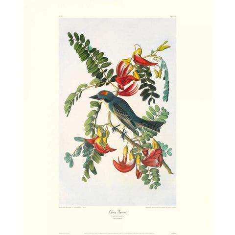 Gray Tyrant (decorative border) White Modern Wood Framed Art Print by Audubon, John James