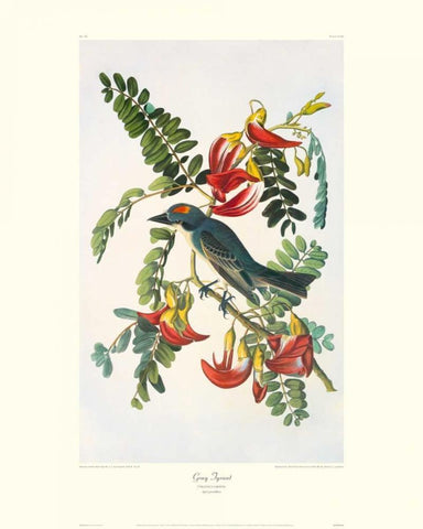 Gray Tyrant (decorative border) White Modern Wood Framed Art Print with Double Matting by Audubon, John James