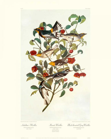 Audubons Warbler (decorative border) White Modern Wood Framed Art Print with Double Matting by Audubon, John James