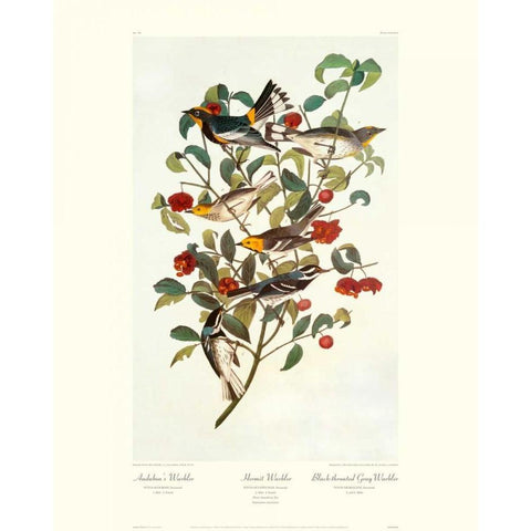 Audubons Warbler (decorative border) White Modern Wood Framed Art Print by Audubon, John James