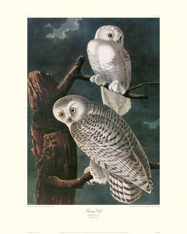 Snowy Owl (decorative border) Black Ornate Wood Framed Art Print with Double Matting by Audubon, John James