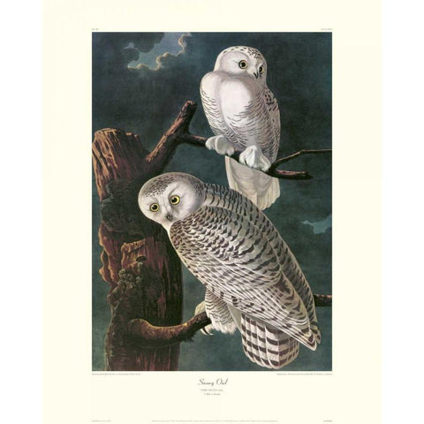 Snowy Owl (decorative border) White Modern Wood Framed Art Print by Audubon, John James