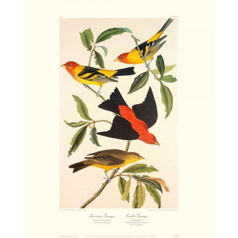 Louisiana Tanager, Scarlet Tanager (decorative border) Black Modern Wood Framed Art Print with Double Matting by Audubon, John James