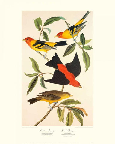 Louisiana Tanager, Scarlet Tanager (decorative border) Black Ornate Wood Framed Art Print with Double Matting by Audubon, John James