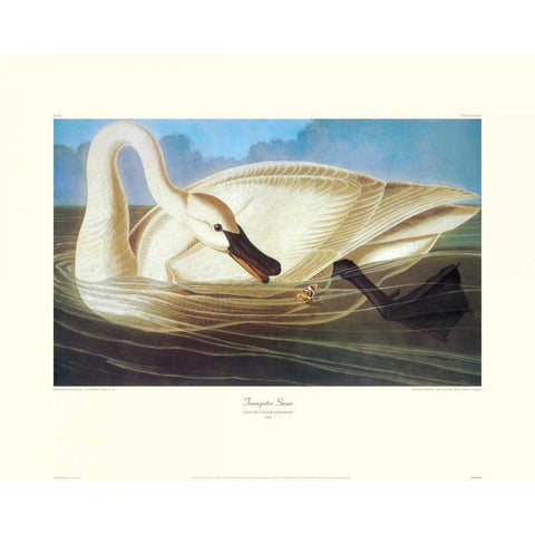 Trumpeter Swan (decorative border) Gold Ornate Wood Framed Art Print with Double Matting by Audubon, John James