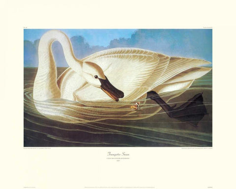 Trumpeter Swan (decorative border) Black Ornate Wood Framed Art Print with Double Matting by Audubon, John James