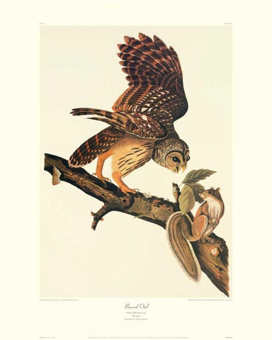 Barred Owl (decorative border) Black Ornate Wood Framed Art Print with Double Matting by Audubon, John James