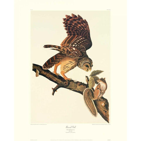 Barred Owl (decorative border) White Modern Wood Framed Art Print by Audubon, John James