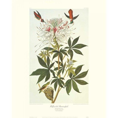 Ruff-Necked Hummingbird (decorative border) White Modern Wood Framed Art Print by Audubon, John James