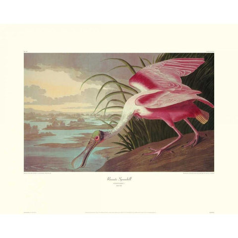 Roseate Spoonbill (decorative border) Gold Ornate Wood Framed Art Print with Double Matting by Audubon, John James