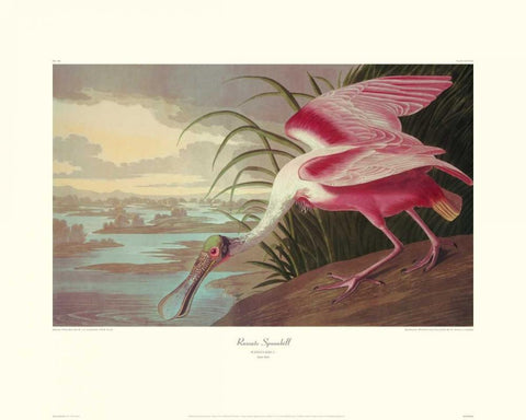 Roseate Spoonbill (decorative border) White Modern Wood Framed Art Print with Double Matting by Audubon, John James