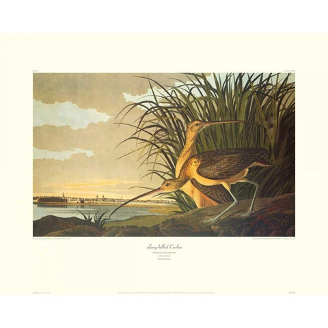 Long-Billed Curlew (decorative border) Gold Ornate Wood Framed Art Print with Double Matting by Audubon, John James