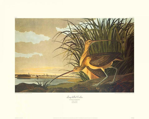 Long-Billed Curlew (decorative border) Black Ornate Wood Framed Art Print with Double Matting by Audubon, John James