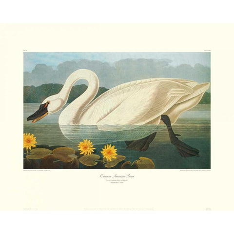 Common American Swan (decorative border) White Modern Wood Framed Art Print by Audubon, John James