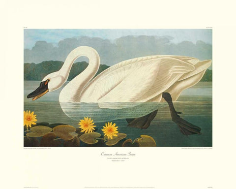 Common American Swan (decorative border) Black Ornate Wood Framed Art Print with Double Matting by Audubon, John James