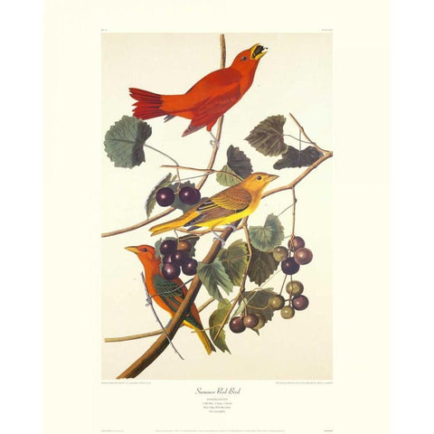 Summer Red Bird (decorative border) White Modern Wood Framed Art Print by Audubon, John James