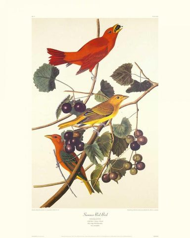 Summer Red Bird (decorative border) White Modern Wood Framed Art Print with Double Matting by Audubon, John James