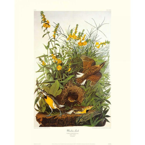 Meadow Lark (decorative border) White Modern Wood Framed Art Print by Audubon, John James