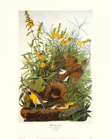 Meadow Lark (decorative border) Black Ornate Wood Framed Art Print with Double Matting by Audubon, John James