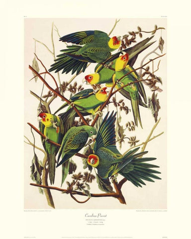 Carolina Parrot (decorative border) Black Ornate Wood Framed Art Print with Double Matting by Audubon, John James