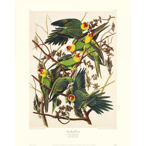 Carolina Parrot (decorative border) White Modern Wood Framed Art Print by Audubon, John James