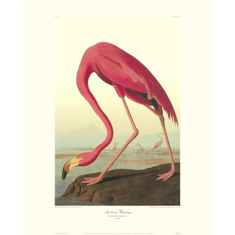 American Flamingo (decorative border) White Modern Wood Framed Art Print by Audubon, John James