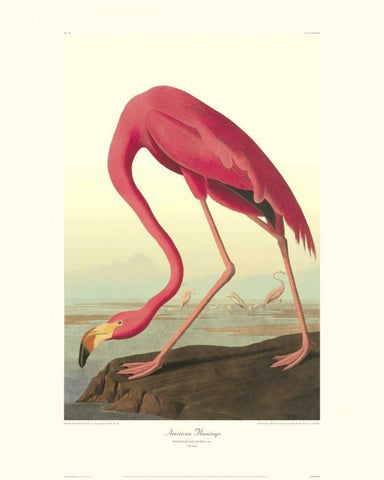 American Flamingo (decorative border) White Modern Wood Framed Art Print with Double Matting by Audubon, John James