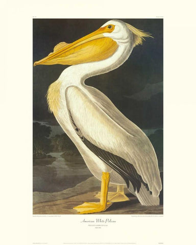 American White Pelican (decorative border) Black Ornate Wood Framed Art Print with Double Matting by Audubon, John James