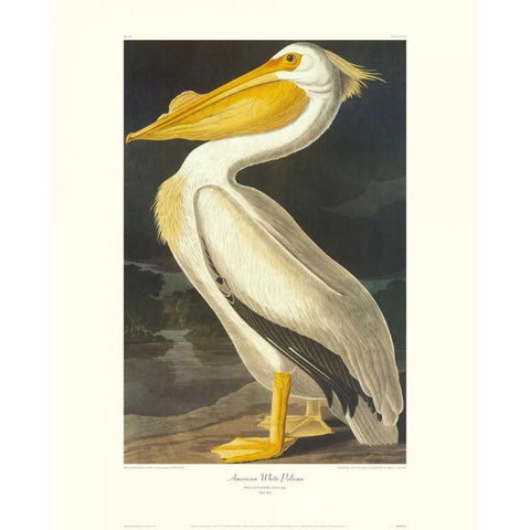 American White Pelican (decorative border) Black Modern Wood Framed Art Print with Double Matting by Audubon, John James