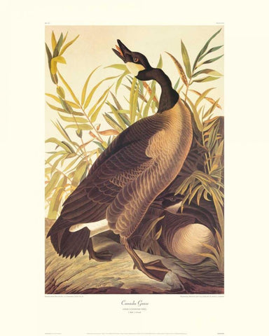 Canada Goose (decorative border) Black Ornate Wood Framed Art Print with Double Matting by Audubon, John James