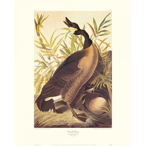 Canada Goose (decorative border) White Modern Wood Framed Art Print by Audubon, John James