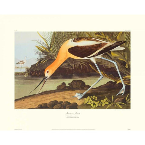 American Avocet (decorative border) Black Modern Wood Framed Art Print with Double Matting by Audubon, John James