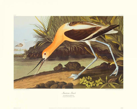 American Avocet (decorative border) White Modern Wood Framed Art Print with Double Matting by Audubon, John James