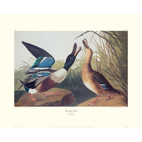 Shoveller Duck (decorative border) White Modern Wood Framed Art Print by Audubon, John James