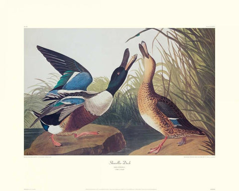 Shoveller Duck (decorative border) Black Ornate Wood Framed Art Print with Double Matting by Audubon, John James