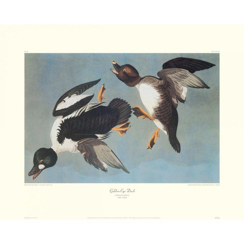 Golden-Eye Duck (decorative border) Black Modern Wood Framed Art Print with Double Matting by Audubon, John James