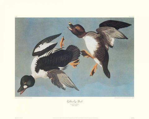 Golden-Eye Duck (decorative border) White Modern Wood Framed Art Print with Double Matting by Audubon, John James