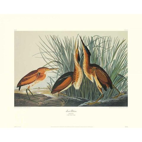 Least Bittern (decorative border) White Modern Wood Framed Art Print by Audubon, John James